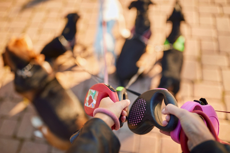 Professional Dog Walker - leash close upの写真素材