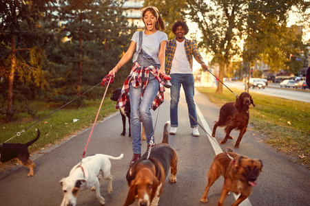Professional Dog Walker - funny walking with with dogs outdoors.