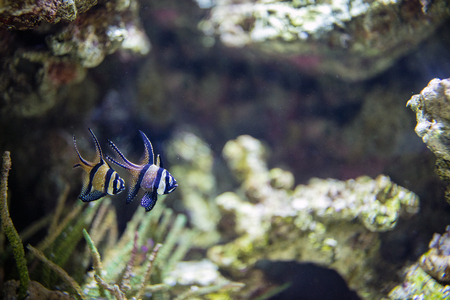 cardinal fish exotic tropical coral fish underwaterの写真素材