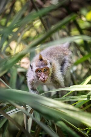 Sacred monkey Forest in Ubud, Bali, Indonesia
