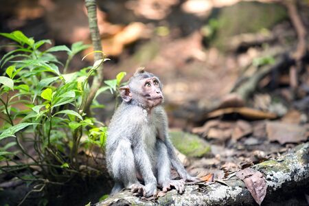wild monkey at ubud Bali,  Indonesia sacred monkey forest
