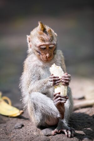 Balinese monkey with banana, Ubud Monkey Forest, Bali