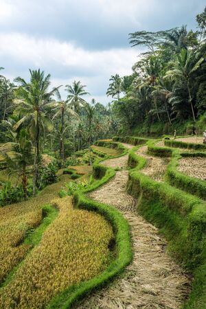 Green terrace rice fields in Ubud, Baliの写真素材