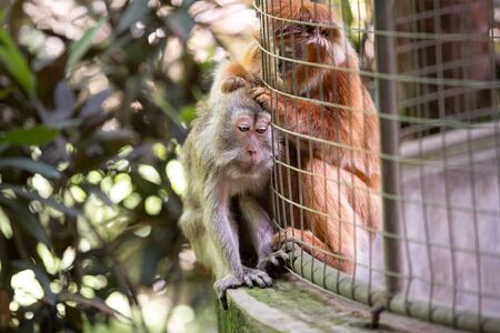 Monkey helps to get rid of fleas to another at cage