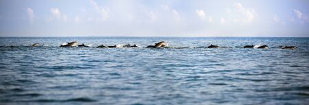 Dolphins in open blue sea swimming next to each otherの写真素材