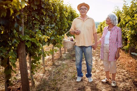 Autumn vineyards. Wine and grapes. Family tradition. senior couple with grape basket in the vineyardの写真素材