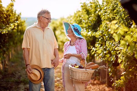 Happy senior man and woman gather harvest grapes in vineyardの写真素材