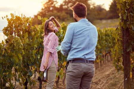 Smiling couple harvesting grape together in a vineyardの写真素材
