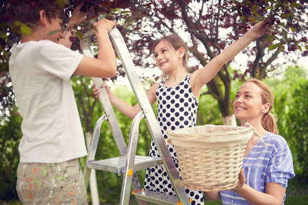 Little smiling  child picking fresh cherry berry in the garden with their mother.の写真素材