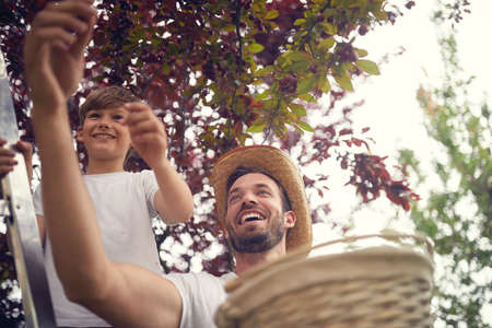 Family spending time together picking cherry.  Smiling boy and father  picking cherry on basket.の写真素材