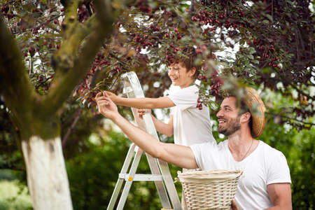 Smiling little boy picks a cherry from a tree in cherry garden with his father.の写真素材