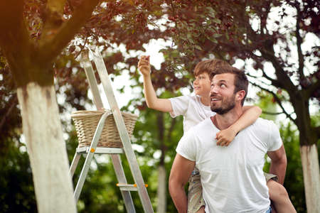 Little kid boy and smiling father picking cherries in garden.の写真素材