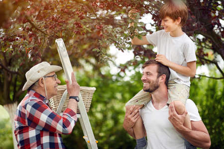 cute caucasian kid picking cherries with his dad and grandpa