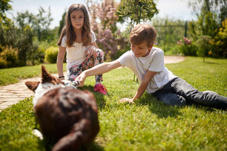 Kids playing with the dog in the backyardの写真素材