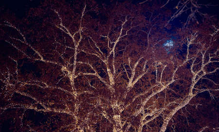 New Year's lights on big tree under the moonlight on a beautiful night. Xmas, New Year, moonlight