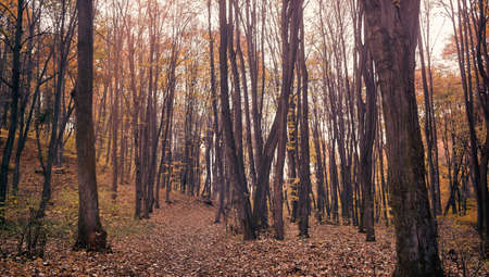 beautiful  landscape of a peaceful place in forest, perfect place for relax a mind from stress