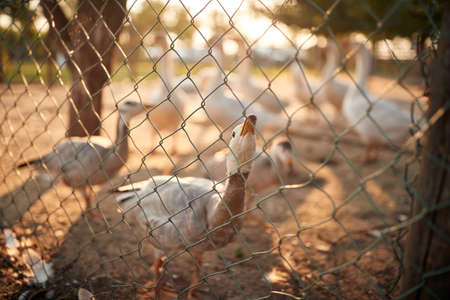 A goose staring through the fence in the coop on a beautiful sunny weather. Farm, countryside, summerの写真素材