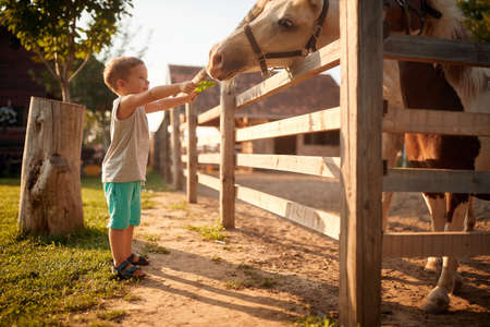 little boy enjoying giving food to horses behin the fenceの写真素材