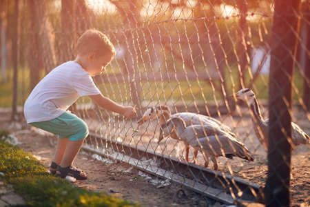 A little boy feeding ducks in the coop through the fence on a beautiful sunny day. Farm, countryside, summerの写真素材