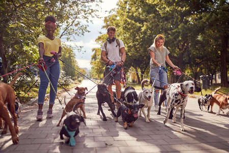 Dog walking on leash with three professional dog walker on the streetの写真素材