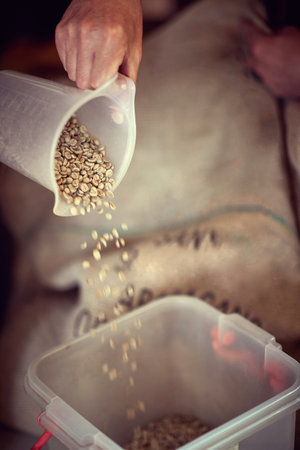 Worker meauring fresh raw coffee for roastingの写真素材