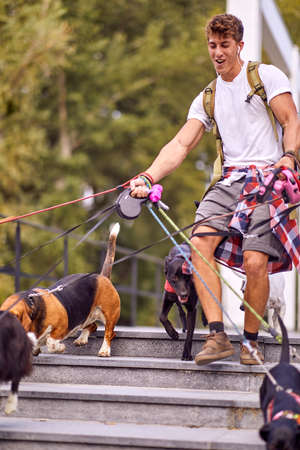 A young male dog walker is walking on a beautiful day on the stairs with bunch of dogs under his...