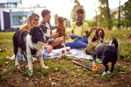 A group of students having a good time on a beautiful day in the park with their dogs. Friendship, rest, pets, picnicの写真素材