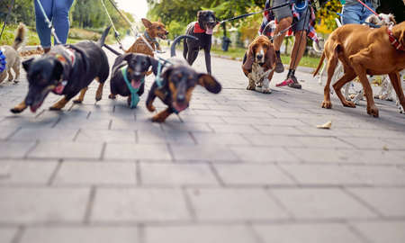 Close up of a bunch of dogs on the leash on the walk on a beautiful day in the park led by dog walkers. Pets, walkers, serviceの写真素材
