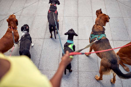Group of dogs on leash lead by dog walker on a beautiful day. Pets, walkers, service