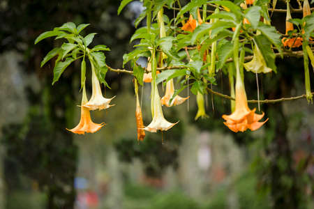 Datura (angel trumpet) flowerの写真素材