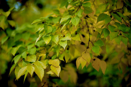 Close-up view at a tree branches and leaves starting getting yellow on a beautiful autumn day. Nature, forestの写真素材