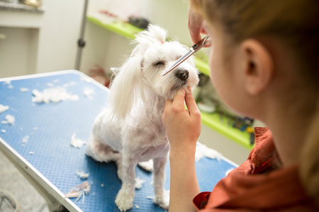 Haircut Maltese with  scissors.Dog gets hair cut at Pet Spa Grooming Salon. Closeup of Dog. the dog has a haircut. Groomer in background. groomer concept.の写真素材