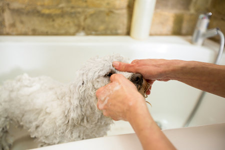 A dog taking a shower before trimmingの写真素材