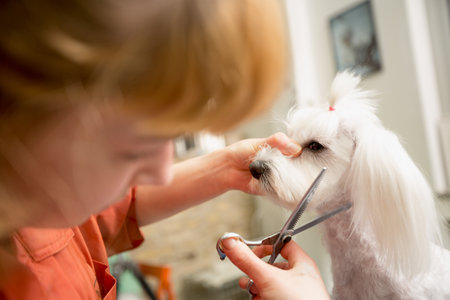 Groomer use scissors to cut dog hair.Dog gets hair cut at Pet Spa Grooming Salon. Closeup of Dog. the dog has a haircut. Groomer in background. groomer concept.の写真素材