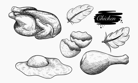 A hand-drawn illustration depicts a whole chicken, eggshell, fried egg, and feathers.のイラスト素材