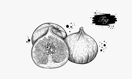 A hand drawn illustration depicts two figs one sliced open revealing its inner details in black and white.のイラスト素材