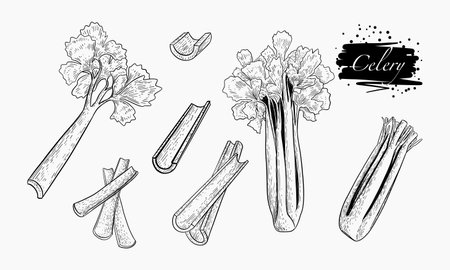 A detailed hand-drawn illustration depicts various aspects of celery including whole stalks, leaves, and chopped pieces.のイラスト素材