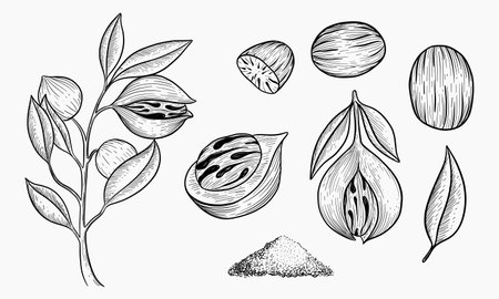 A botanical illustration showcases the nutmeg plant branch leaves, whole and halved nutmegs and ground nutmeg powder.のイラスト素材