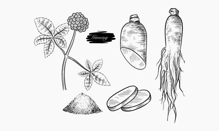 A detailed hand-drawn illustration showcasing various forms of ginseng including the plant, root, slices, and powdered form.のイラスト素材