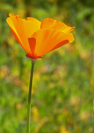 California Poppyの写真素材