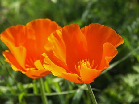 Two California Poppiesの写真素材