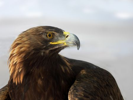Red Tailed Hawk