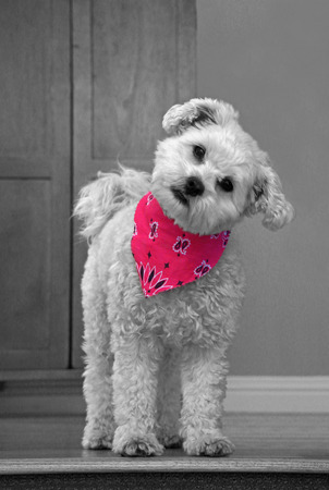 Cute dog in pink bandana