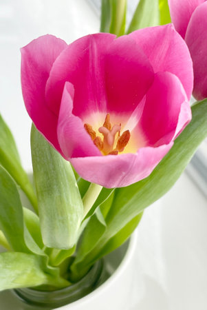 Pink tulips in a vase on a white background, close-up