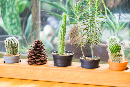 small cactus wooden vintage potの写真素材