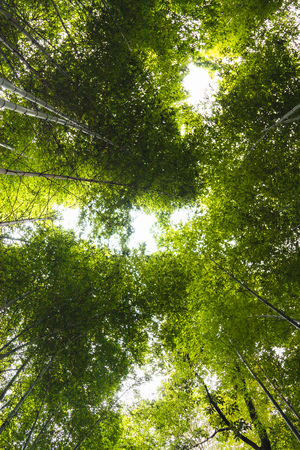 bamboo forest from bottom viewの写真素材