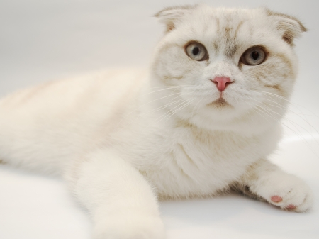 Front view of British shorthair cat, 7 months oldの写真素材