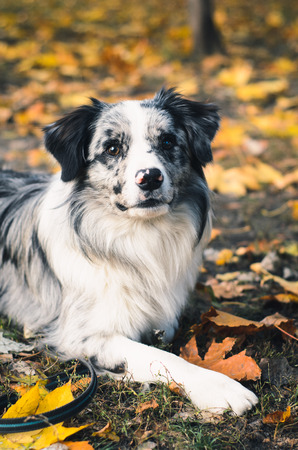 A Border Collie dog outdoors in the autumn park. Piebald color.の写真素材