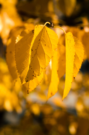 Autumn yellow leaves on an background blurred.のeditorial素材