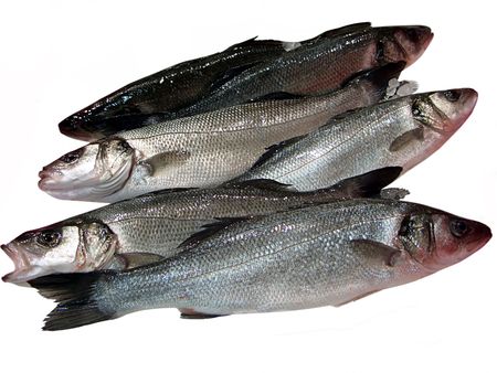 Fresh cod with small pieces of ice on white.